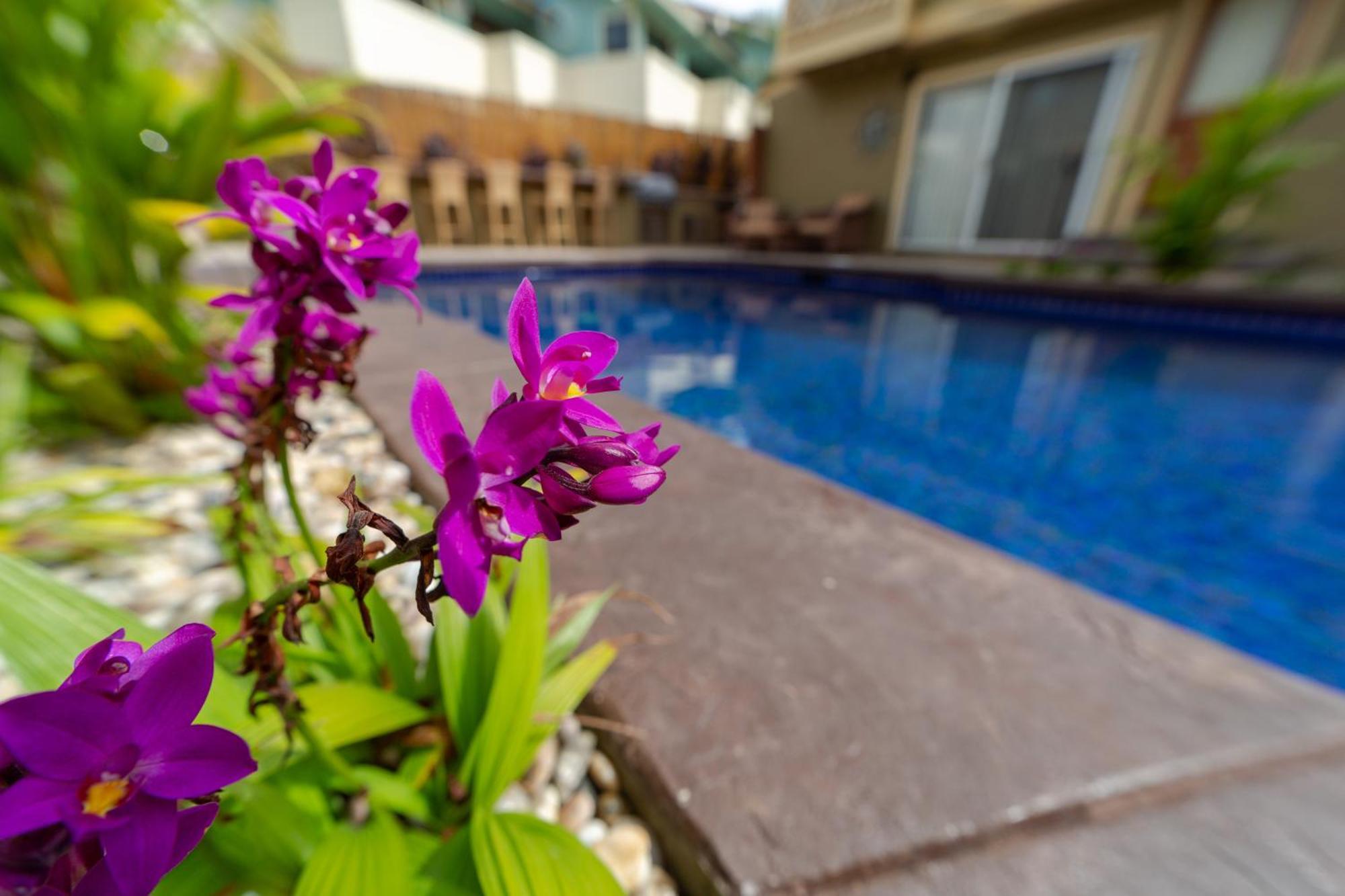 Lotus In A Boutique Resort, 1bedroom Sleeps 4 * Kihei